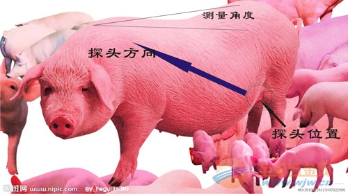 猪用B超机-郑州猪用B超哪家的好